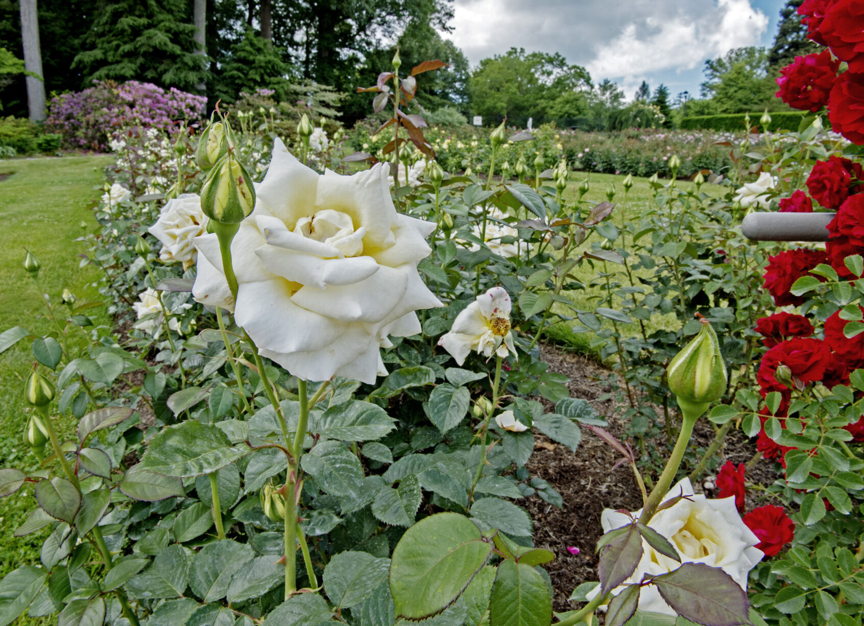 Hershey Gardens roses